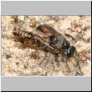 Tachysphex obscuripennis - Grabwespe w07 10mm mit Schabe beim Nesteintrag.jpg